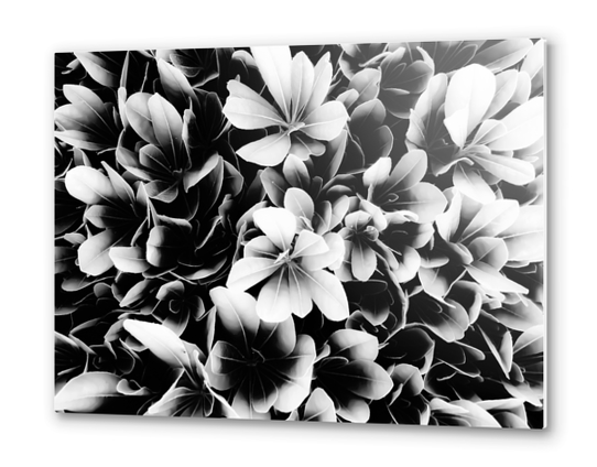 closeup succulent leaves texture in black and white Metal prints by Timmy333