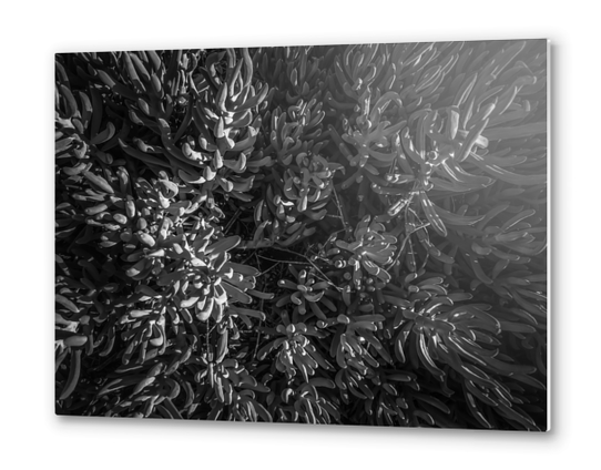 closeup succulent plant garden texture in black and white Metal prints by Timmy333