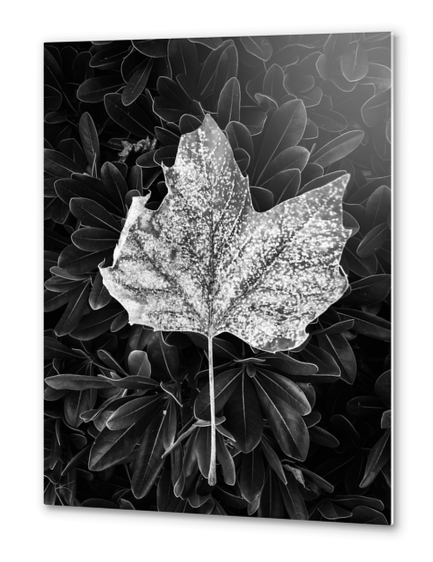 closeup leaves texture in black and white Metal prints by Timmy333