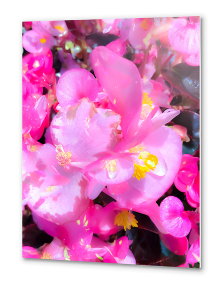 closeup blooming pink flowers with yellow pollen Metal prints by Timmy333