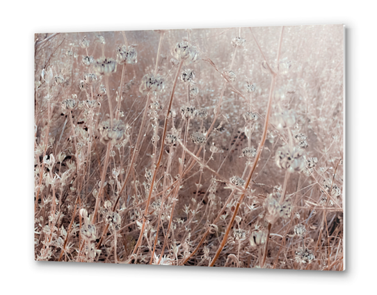 blooming dry flowers with brown dry grass background Metal prints by Timmy333