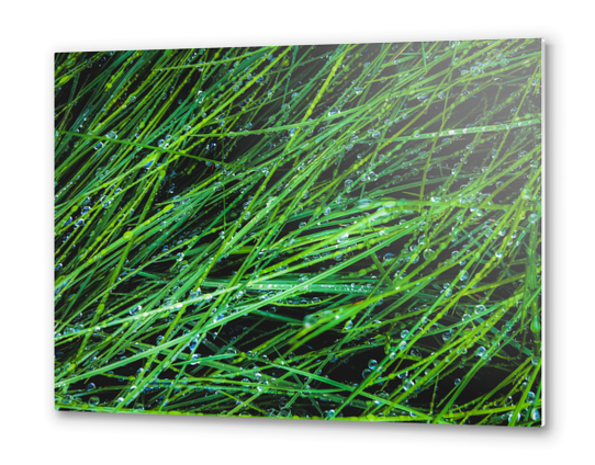 closeup green grass texture background with raindrops Metal prints by Timmy333