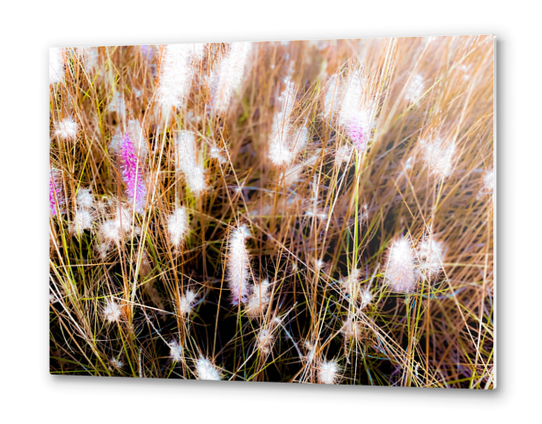 Closeup blooming pink grass flowers field abstract Metal prints by Timmy333