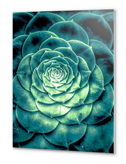 closeup green succulent plant leaves background Metal prints by Timmy333