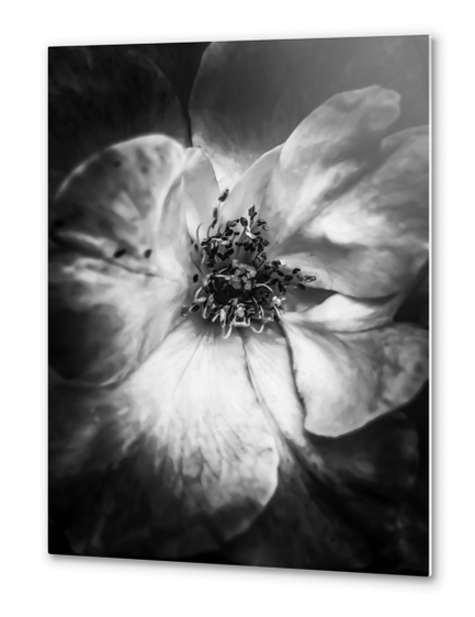 closeup blooming rose in black and white Metal prints by Timmy333