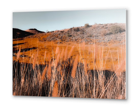 Closeup blooming grass flowers field with blue sky background Metal prints by Timmy333