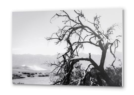 tree branch in desert at Death Valley national park California in black and white Metal prints by Timmy333