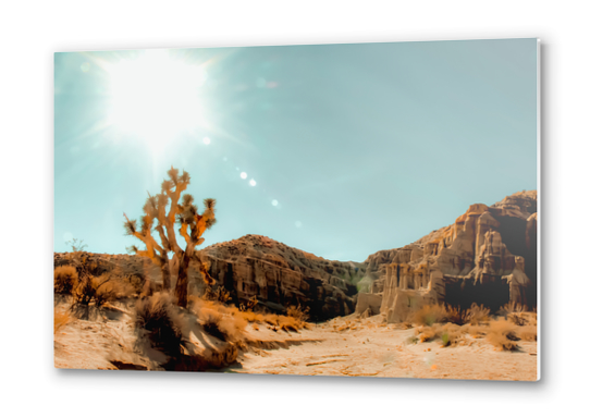 Cactus in the desert with summer light at Red Rock Canyon State Park, California, USA Metal prints by Timmy333