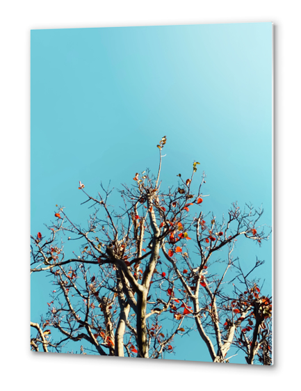 Tree branch and orange autumn leaves with blue sky Metal prints by Timmy333