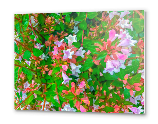 closeup blooming pink flowers with green leaves Metal prints by Timmy333