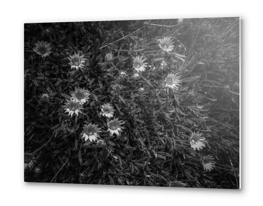 closeup blooming flowers field in black and white Metal prints by Timmy333