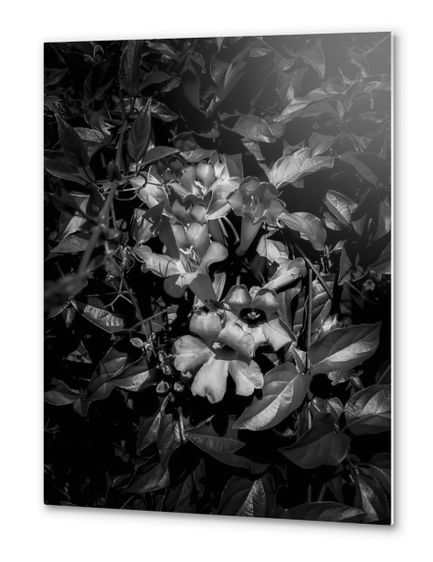 closeup blooming flowers texture in black and white Metal prints by Timmy333