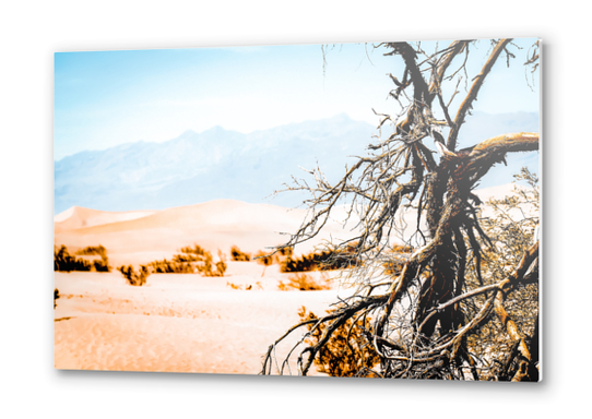 Tree branch with sand desert and mountain view at Death Valley national park California USA Metal prints by Timmy333