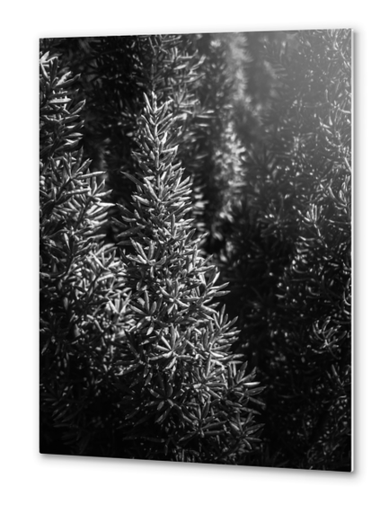 closeup spiky succulent plant in black and white Metal prints by Timmy333