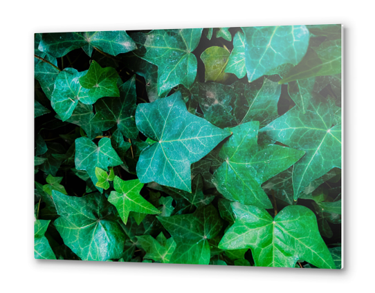 Closeup green ivy leaves garden background Metal prints by Timmy333