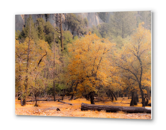 autumn tree garden at Yosemite national park California USA Metal prints by Timmy333