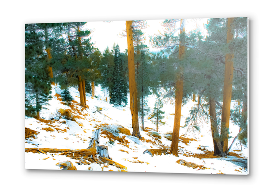 green pine tree in winter with snow at Palm Springs Aerial Tramway, California, USA Metal prints by Timmy333