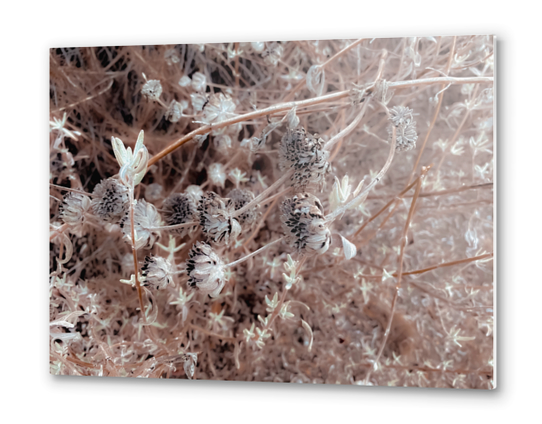 blooming dry flowers with brown dry grass background Metal prints by Timmy333