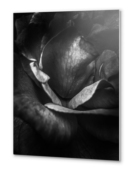 closeup rose background in black and white Metal prints by Timmy333