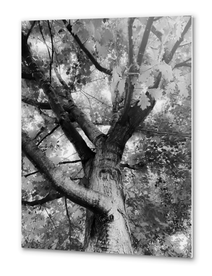 closeup big tree branches in black and white Metal prints by Timmy333