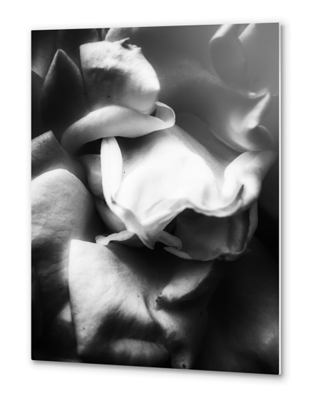 rose texture abstract background in black and white Metal prints by Timmy333