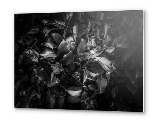 closeup leaves texture background in black and white Metal prints by Timmy333