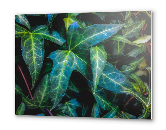 closeup green ivy leaves texture background Metal prints by Timmy333