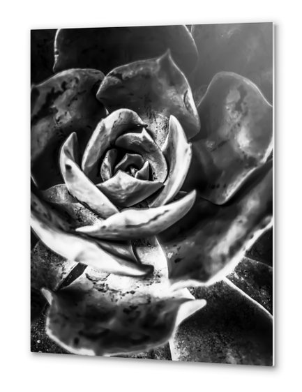 closeup succulent plant in black and white Metal prints by Timmy333