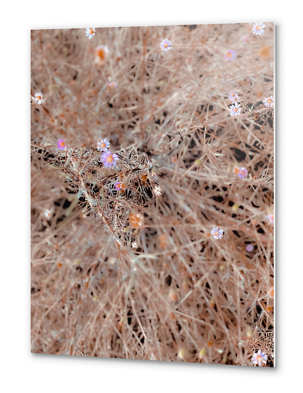 blooming white and pink flowers with dry brown grass background Metal prints by Timmy333