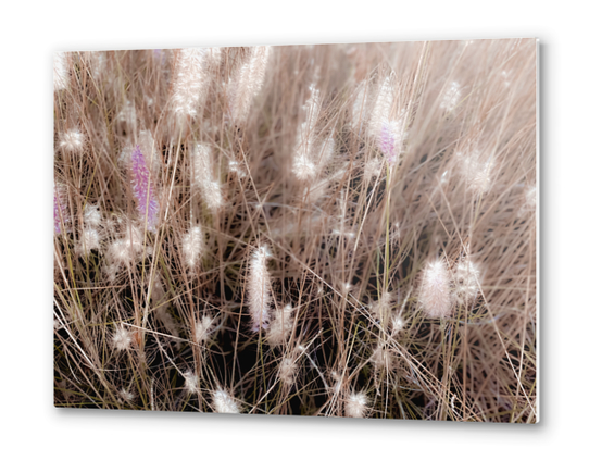 Closeup blooming grass flowers field texture background Metal prints by Timmy333