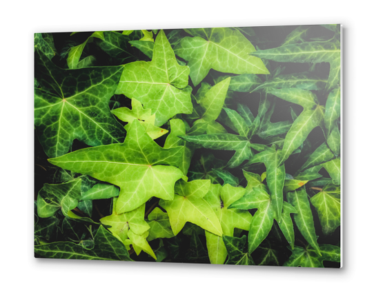 green ivy leaves garden background Metal prints by Timmy333