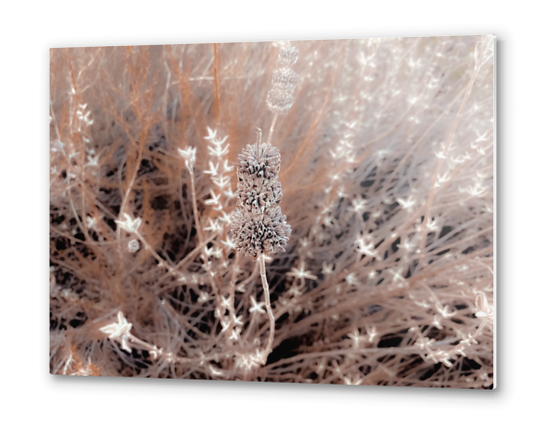 blooming dry flowers with brown dry grass field background Metal prints by Timmy333