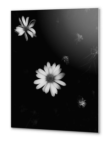 blooming flower garden in black and white Metal prints by Timmy333