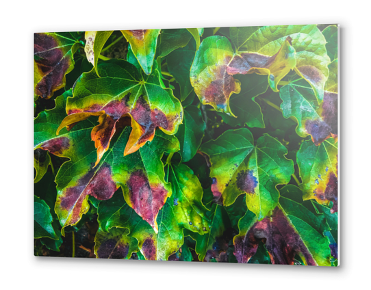 closeup green ivy leaves texture background Metal prints by Timmy333