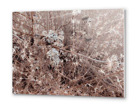 blooming dry flowers with brown dry grass texture abstract Metal prints by Timmy333