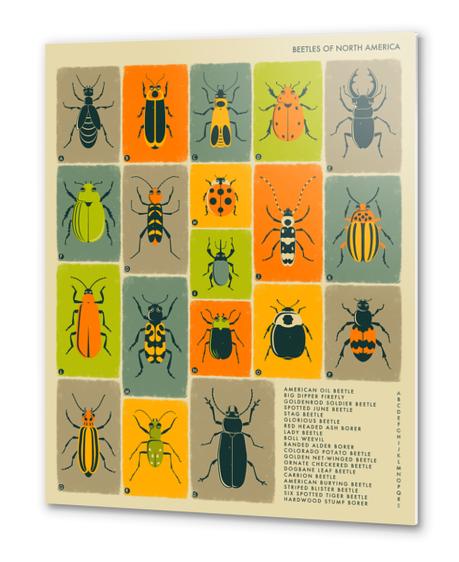 BEETLES OF NORTH AMERICA Metal prints by Jazzberry Blue