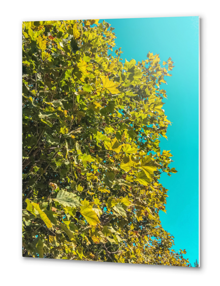 Green tree leaves with blue sky background Metal prints by Timmy333