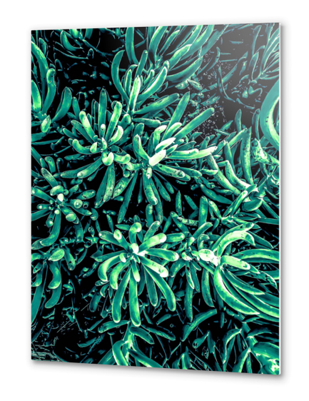 green succulent plant texture background Metal prints by Timmy333