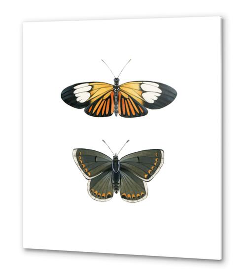 Orange and Black Butterflies Metal prints by lizclaytonfuller