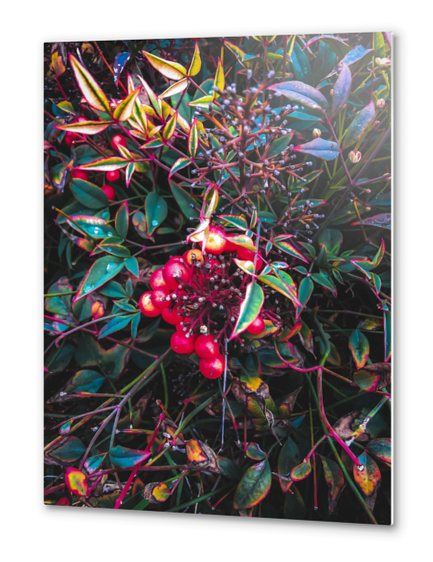 closeup red seed plant with green leaves Metal prints by Timmy333