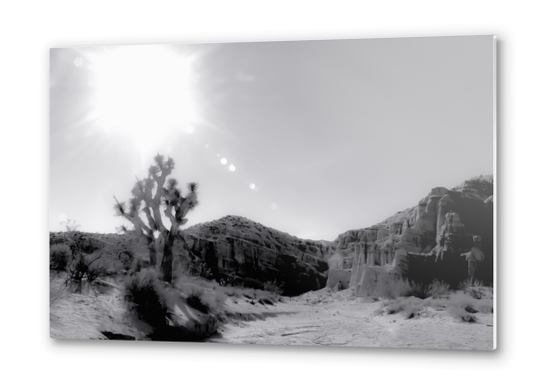 cactus in desert with summer sunlight at Red Rock Canyon, California, USA in black and white Metal prints by Timmy333