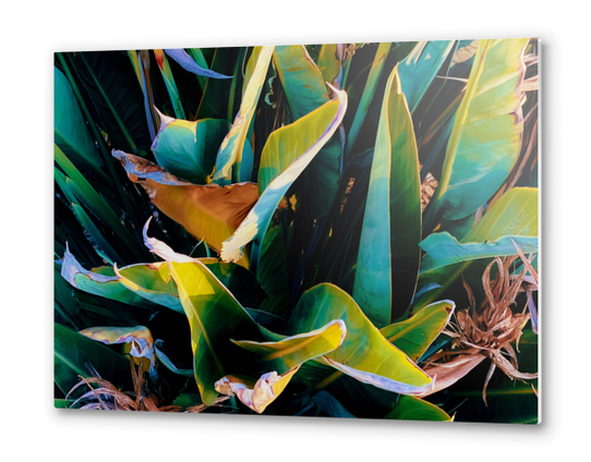 closeup green bird of paradise leaves texture background Metal prints by Timmy333