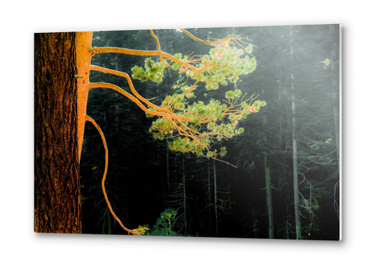 closeup green pine tree in the wood at Lake Tahoe, USA Metal prints by Timmy333