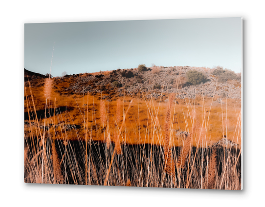 Closeup blooming grass flowers with blue sky background Metal prints by Timmy333