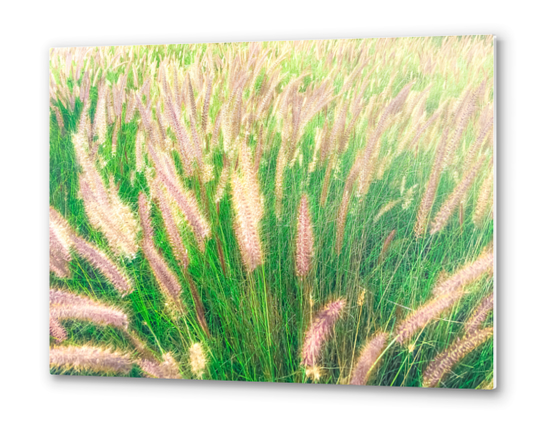 closeup green grass field texture abstract with grass flowers Metal prints by Timmy333