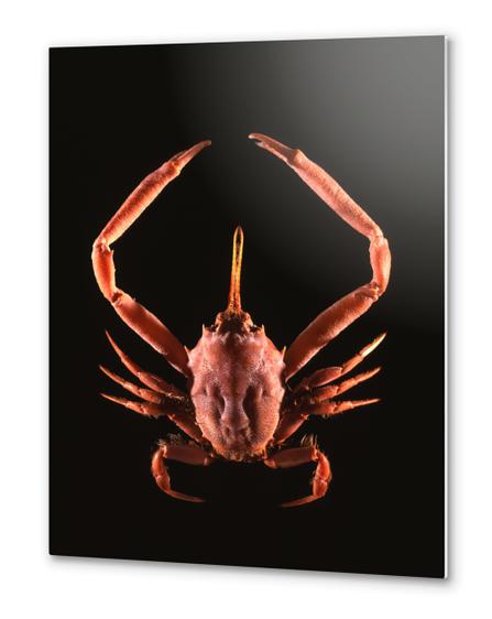 Crabe Metal prints by Mermet