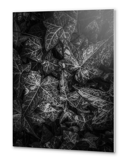 ivy leaves plant texture background in black and white Metal prints by Timmy333