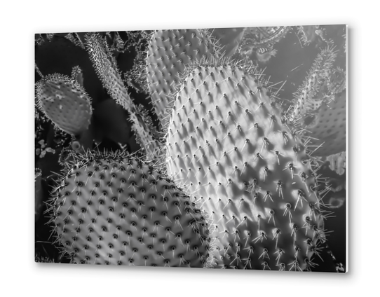 Closeup cactus plant texture background in black and white Metal prints by Timmy333