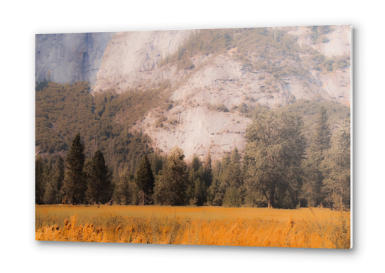 pine tree with mountain background at Yosemite national park California USA Metal prints by Timmy333