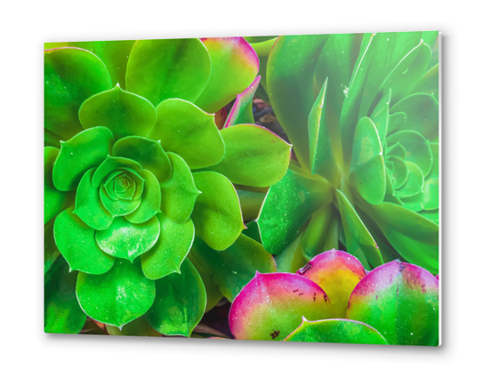 closeup green and pink succulent plant garden Metal prints by Timmy333